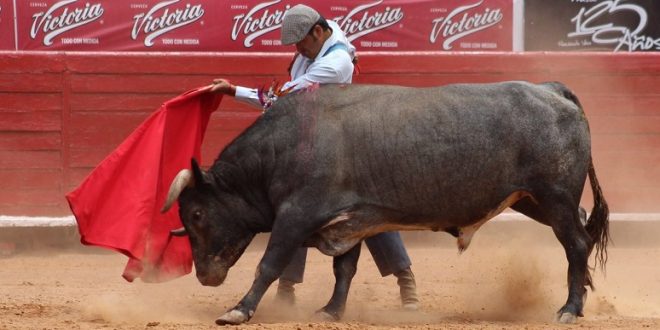 Enfrenta CHRISTIAN ORTEGA toro de 570 kilos en la MÉXICO (*Fotos*)