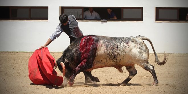 Reaparece Adame, tras cornada de Madrid, en la ganadería de Talavante (*Fotos*)