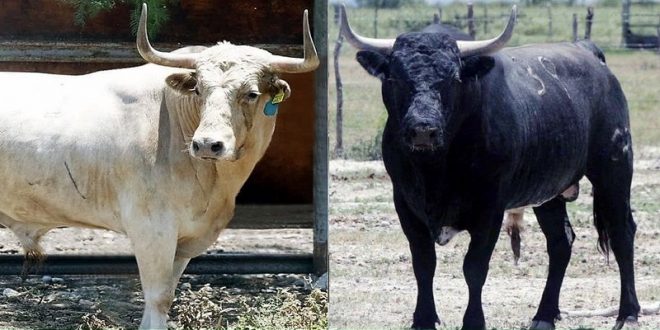 De EL VERGEL y LOS GARCÍA, los toros para CEDRAL (*Fotos*)