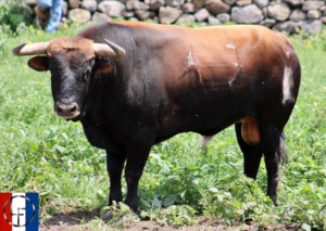 Toros para los más valientes!!!!!